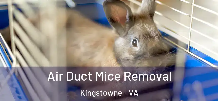  Air Duct Mice Removal Kingstowne - VA